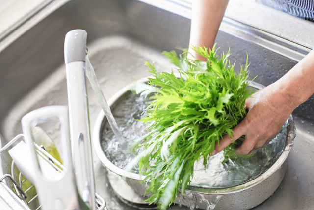 水菜を洗う
