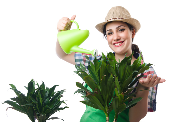 植物に水を掛ける女性