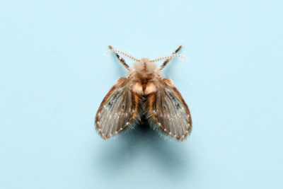Moth fly