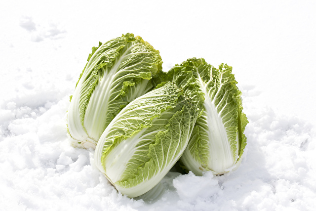 雪下野菜　白菜
