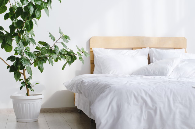 大きな観葉植物と木製フレームのベッド