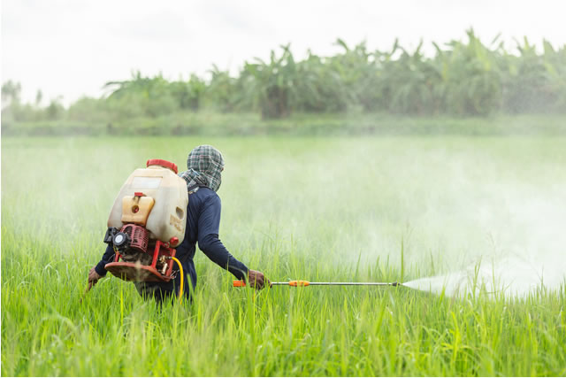 Farmer with machine and spraying chemical to young green rice field