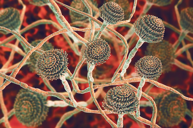 Fungi Aspergillus, black mold which produce aflatoxins and cause pulmonary infection aspergillosis, aspergilloma of brain and lungs, 3D illustration