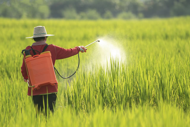 A women farmer spraying pesticide on rice green field