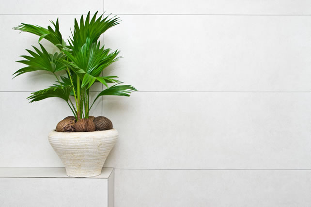Fan plant in a pot home decoration bathroom detail