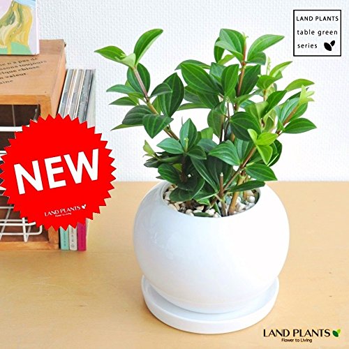 LAND PLANTS ペペロミア・フォレット 白色丸型陶器