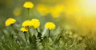 黄色のブローボールタンポポの花