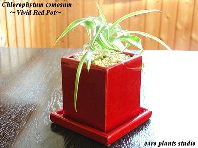 オリヅルラン・ボニー ヴィヴィッド レッドポット Chlorophytum Comosum Bonnie vivid Red pot インテリア観葉植物 鉢植え