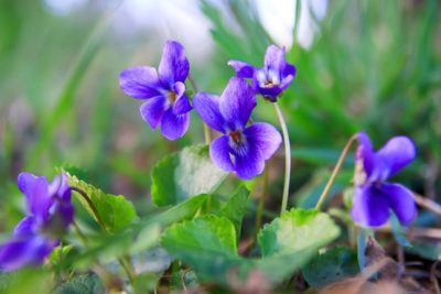 スミレの花言葉 色別の意味や名前の由来とは シュフーズ