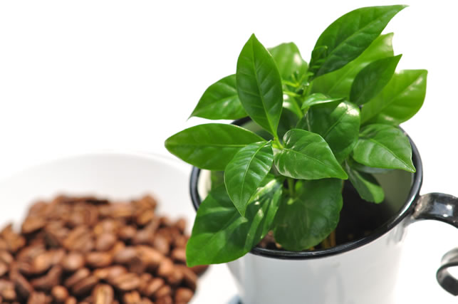コーヒーの木とコーヒー豆