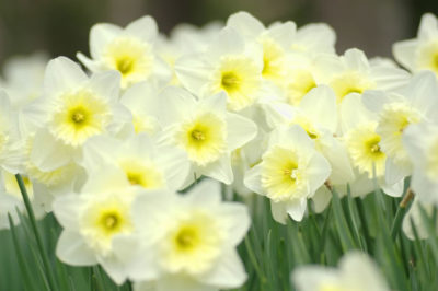 水仙の育て方 毎年咲く育てやすい球根植物 シュフーズ