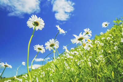 マーガレットの育て方 初夏まで咲き誇る恋占いにピッタリの花 シュフーズ