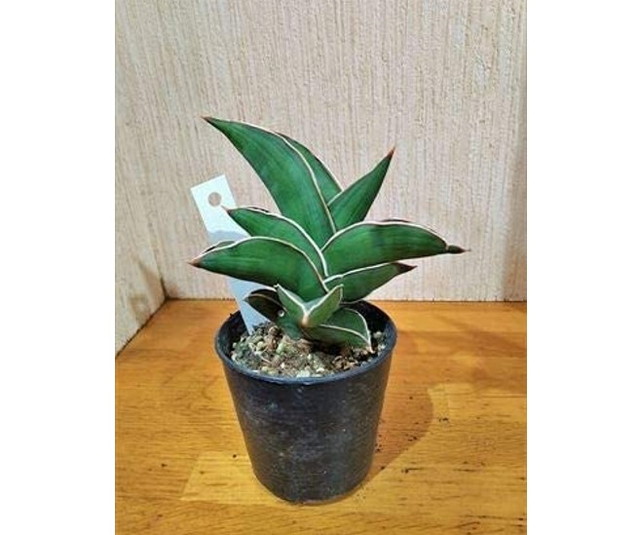 サンスベリアの種類おすすめ9選 人気の品種と育て方のポイント シュフーズ