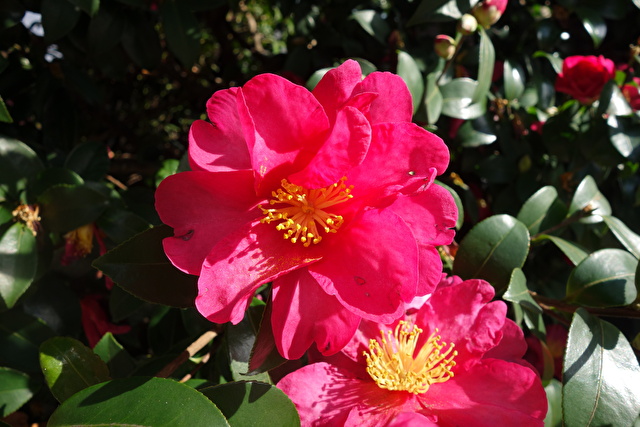 ピンクの山茶花の花