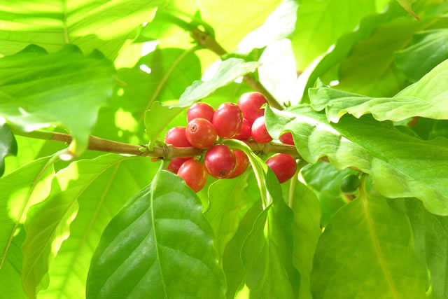 コーヒーの木の実