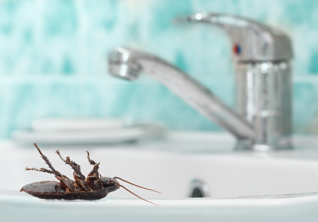 洗面台でひっくり返っているゴキブリ