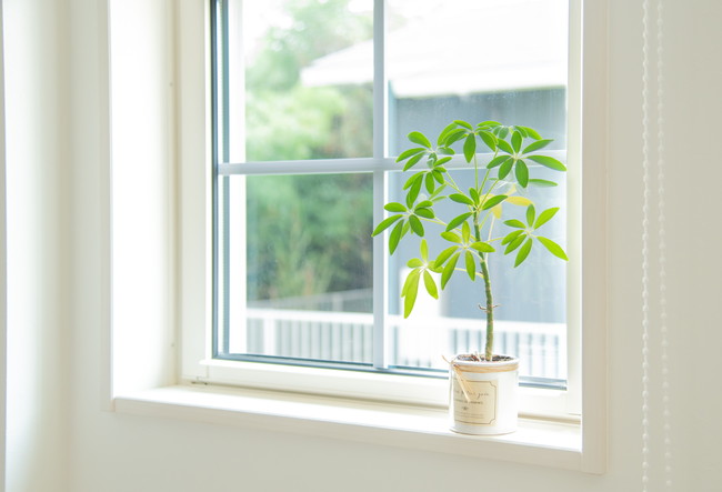 窓際に置かれた観葉植物