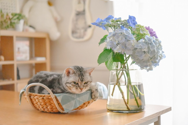 紫陽花とカゴでくつろぐ猫