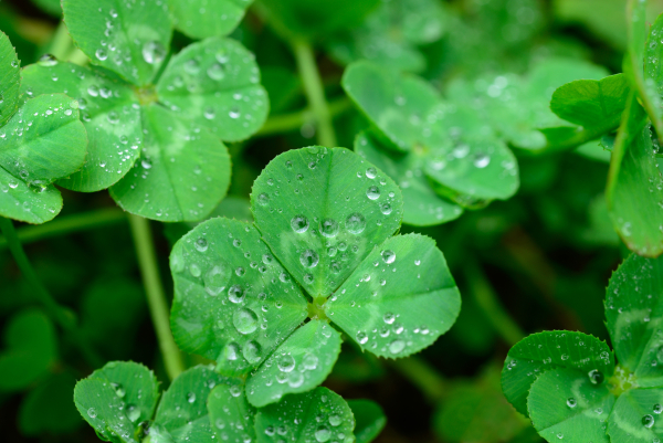 四つ葉のクローバーに落ちた雨粒