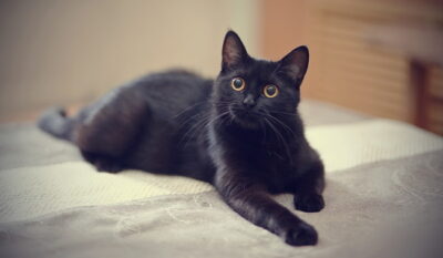 黒猫は縁起が悪いのは本当？
