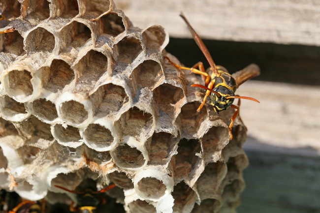 大きめのハチの巣