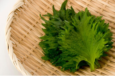 大葉が黒くなる原因は乾燥と低温 変色した葉は食べても大丈夫 シュフーズ 大葉が黒くなる原因は乾燥と低温 変色した葉は食べても大丈夫 シュフーズ