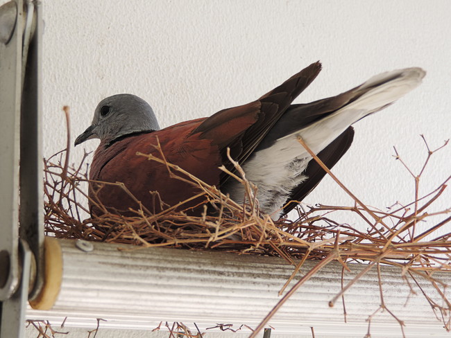 巣作りする鳩