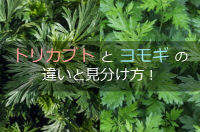 トリカブトとヨモギの違いと見分け方!識別するポイントとは – シュフーズ
