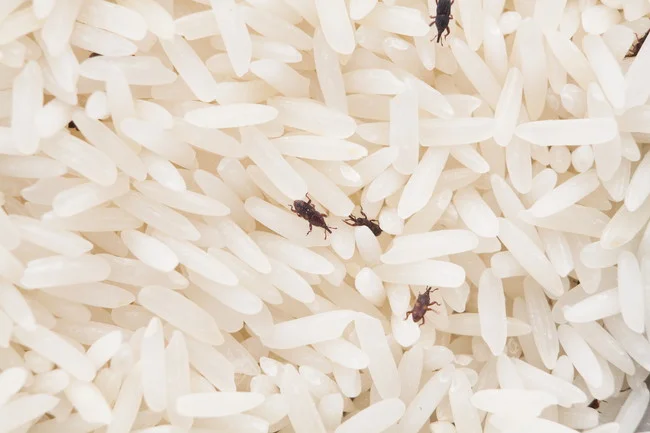 お米に虫がわく原因とは？