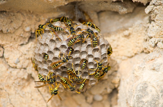 ハチの巣とたくさんのハチ