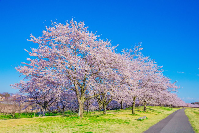 美しい桜