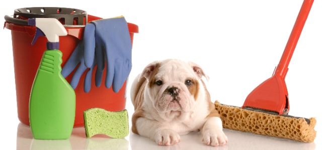 犬と掃除道具