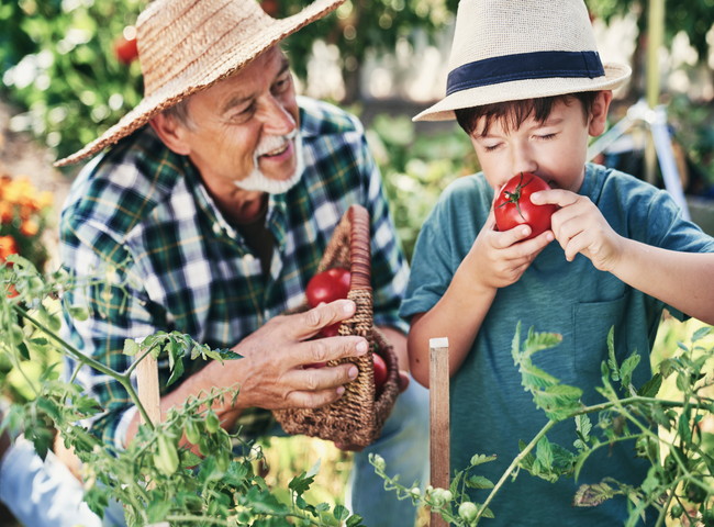 トマトを食べる子供とおじいちゃん