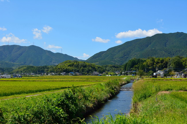 田んぼと川