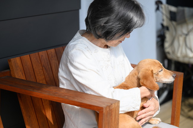 犬とおばあちゃん