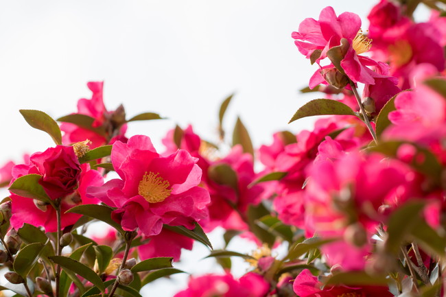 山茶花 サザンカ