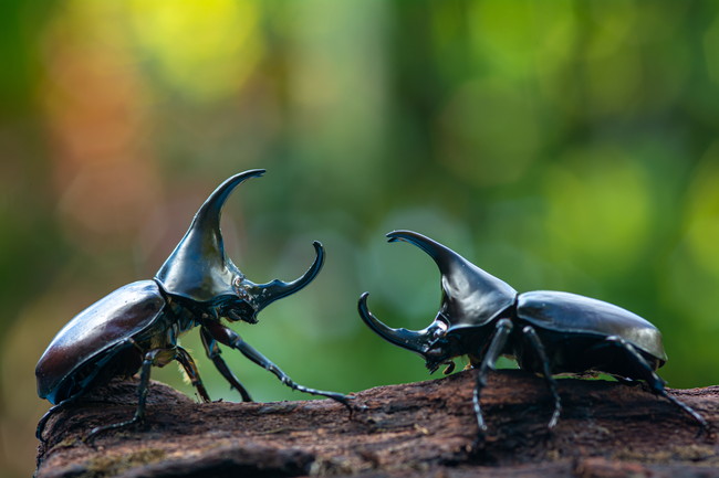 カブトムシ　国産