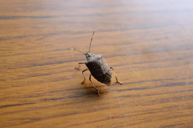 カメムシ　机の上