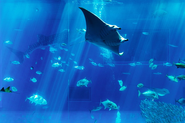 水族館　水槽