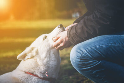 動物に好かれる人の特徴7選！なぜ懐かれる？仲良くなる秘訣も紹介 – シュフーズ