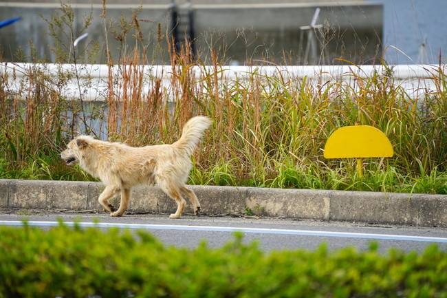 迷子犬