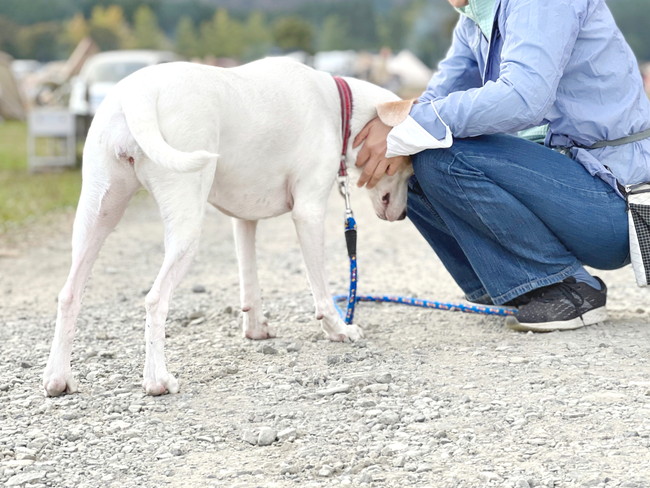 犬をなでる女性