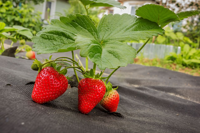 Strawberry on black spunbond, June