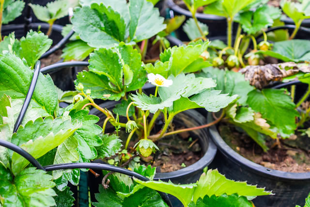 Fresh strawberry plant in organic greenhouse garden