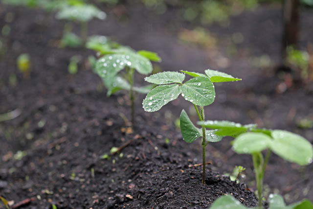 雨の日の大豆の苗