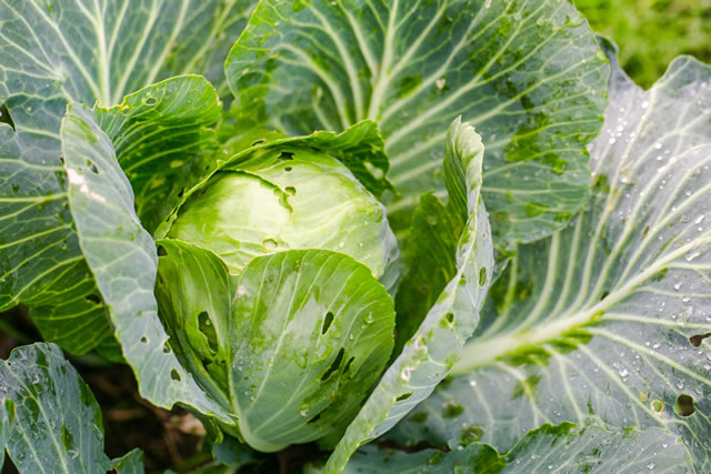 Green growing cabbage after rain and insects