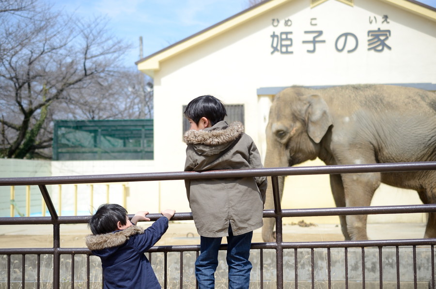 動物園のゾウを見ている少年
