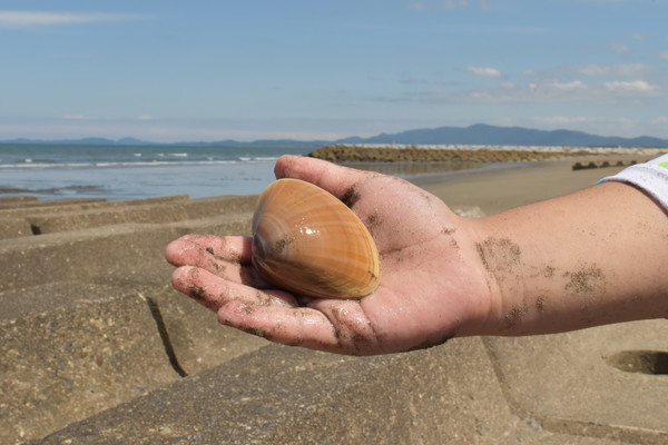 食べれない貝の見分け方！潮干狩りで採れる注意すべき貝の種類 – シュフーズ
