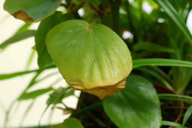 虫食いベゴニアの葉